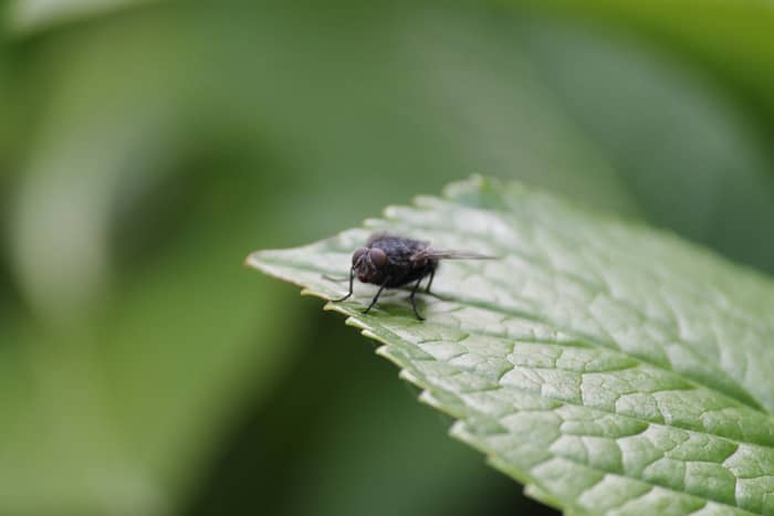 mouche exterieur